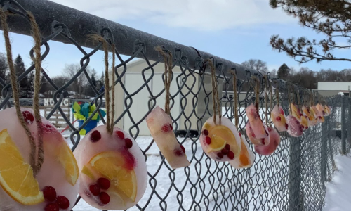 Row of frozen edible sun catcher bird feeders hanging on a fence.